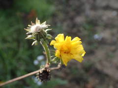 Picris hieracioides hieracioides