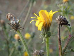 Picris hieracioides hieracioides
