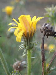 Picris hieracioides hieracioides