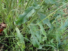 Picris hieracioides hieracioides