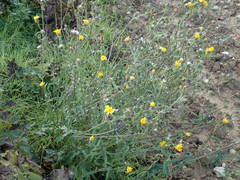 Picris hieracioides hieracioides