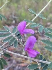 Tephrosia astragaloides