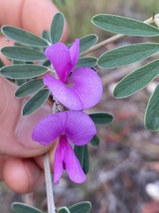 Tephrosia astragaloides