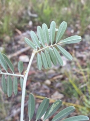 Tephrosia astragaloides