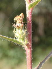 Picris hieracioides hieracioides