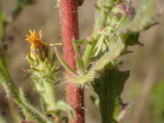 Picris hieracioides hieracioides