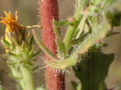 Picris hieracioides hieracioides