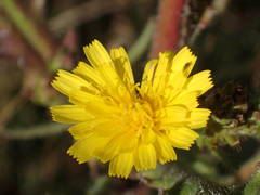 Picris hieracioides hieracioides