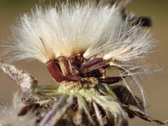 Picris hieracioides hieracioides
