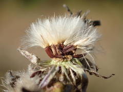 Picris hieracioides hieracioides