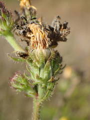 Picris hieracioides hieracioides
