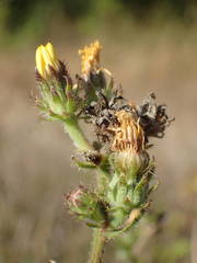 Picris hieracioides hieracioides