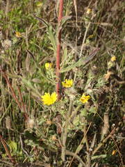 Picris hieracioides hieracioides