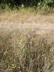 Picris hieracioides hieracioides