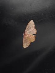 Metallaxis semipurpurascens