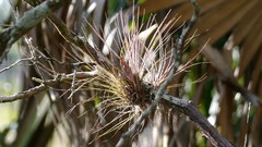 Tillandsia setacea