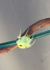 Araneus eburneiventris