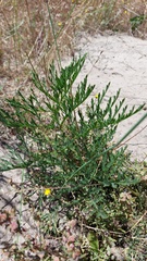 Pelargonium multiradiatum