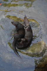 Hydrictis maculicollis