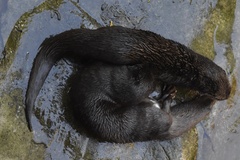 Hydrictis maculicollis