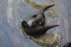 Hydrictis maculicollis