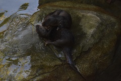 Hydrictis maculicollis