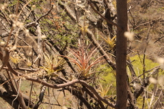 Tillandsia achyrostachys