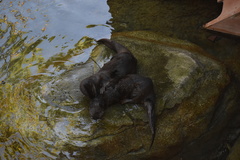 Hydrictis maculicollis