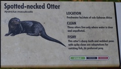 Hydrictis maculicollis