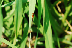 Ischnura asiatica