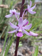 Dipodium elegantulum