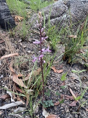Dipodium elegantulum