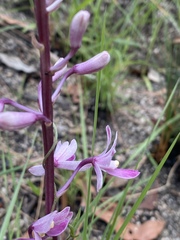 Dipodium elegantulum