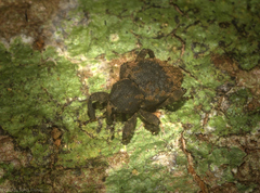 Scolyphrus semipunctatus