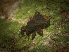 Scolyphrus semipunctatus