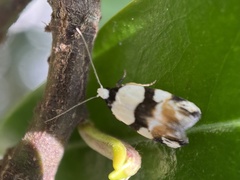 Zonopetala
