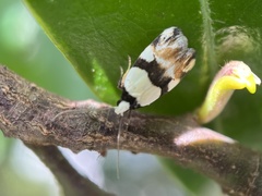 Zonopetala