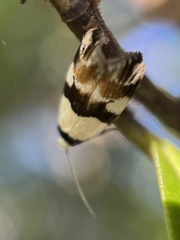 Zonopetala