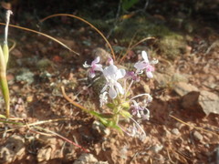 Lapeirousia pyramidalis