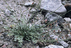 Onobrychis laxiflora
