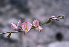 Onobrychis laxiflora