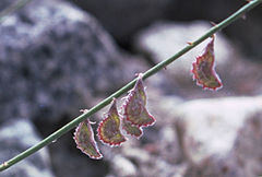 Onobrychis laxiflora