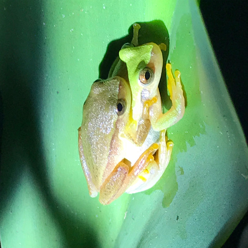 Lagoa Santa Treefrog, Dendropsophus rubicundulus