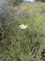 Moraea radians