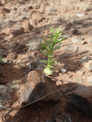 Eriospermum ramosum