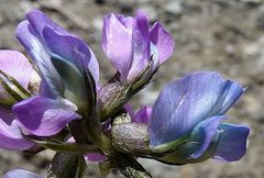 Oxytropis lapponica