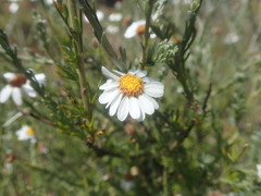 Cymbopappus adenosolen