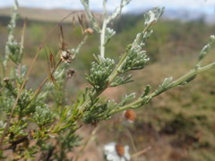 Cymbopappus adenosolen