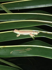 Lepidodactylus moestus