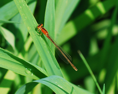 Ischnura asiatica